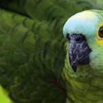 Papagaio