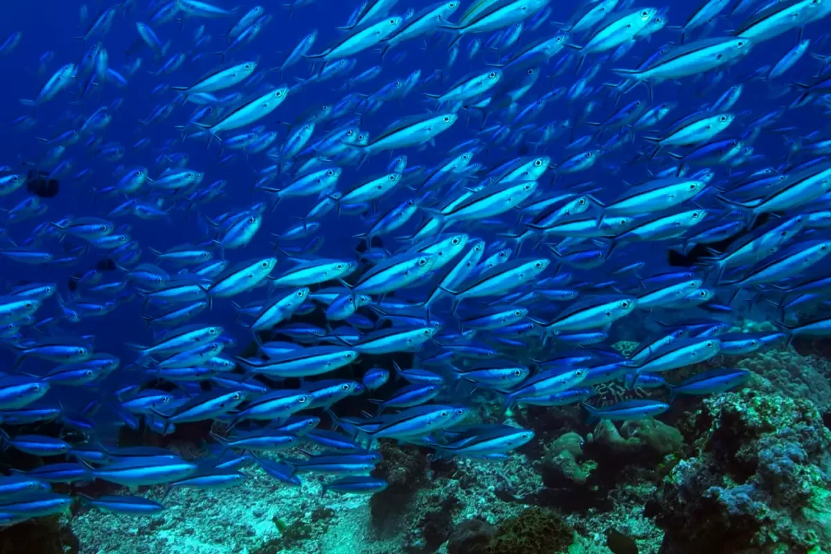 Conservação de Peixes: Desafios e Necessidade de Ação Urgente