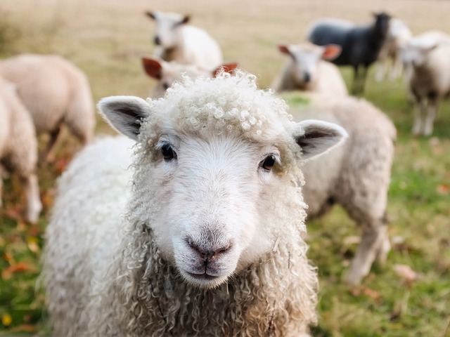 Ovelhas e Pastagens Naturais: Uma Parceria Alimentar Equilibrada