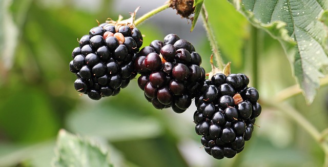 Amora: Nutrição em Cada Mordida