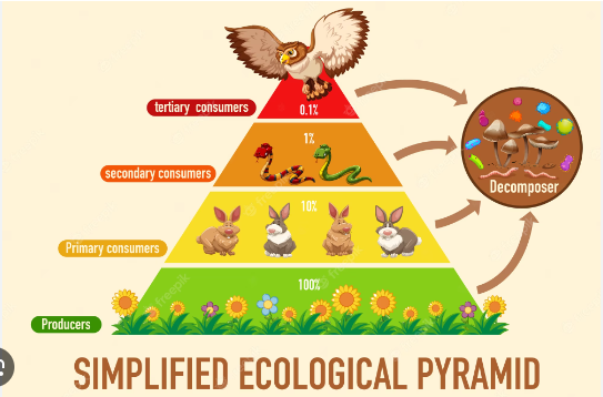 Evolução da Pirâmide Ecológica