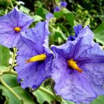 Flor da Lobeira