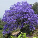 Jacarandá-Mimoso na Natureza