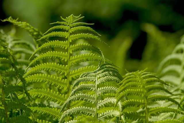 Samambaias de Jardim: Cuidados Ideais