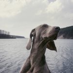 Weimaraner na Natureza