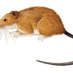 Ilustração do Rato-do-Mato-Ferrugíneo