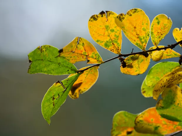 Como evitar que as folhas das plantas fiquem amareladas?