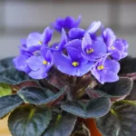 violetas africanas
