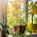 regar plantas