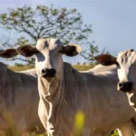 rebanhos domesticados