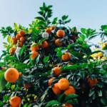 pé de laranja