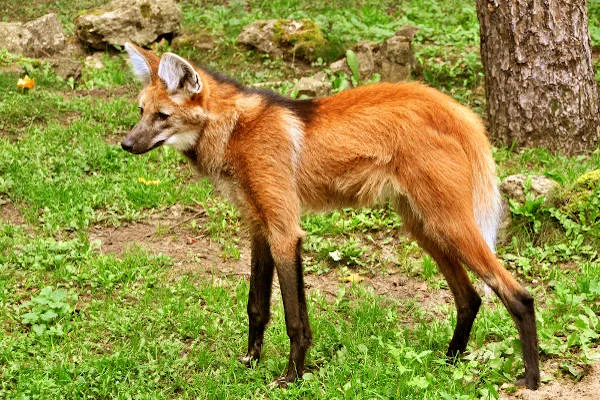 Impacto das Mudanças Climáticas na Fauna Brasileira
