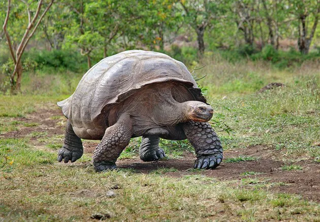 Projetos de Reintrodução de Espécies Extintas