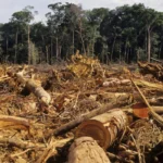 Destruição de Habitats