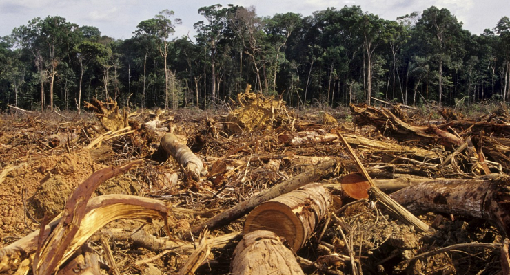 Efeitos da Destruição de Habitats em Populações Animais