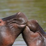 Acasalamento de Mamíferos