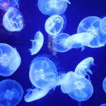 Bioluminescência em Animais Marinhos
