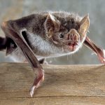 morcegos