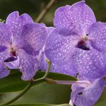 orquídea