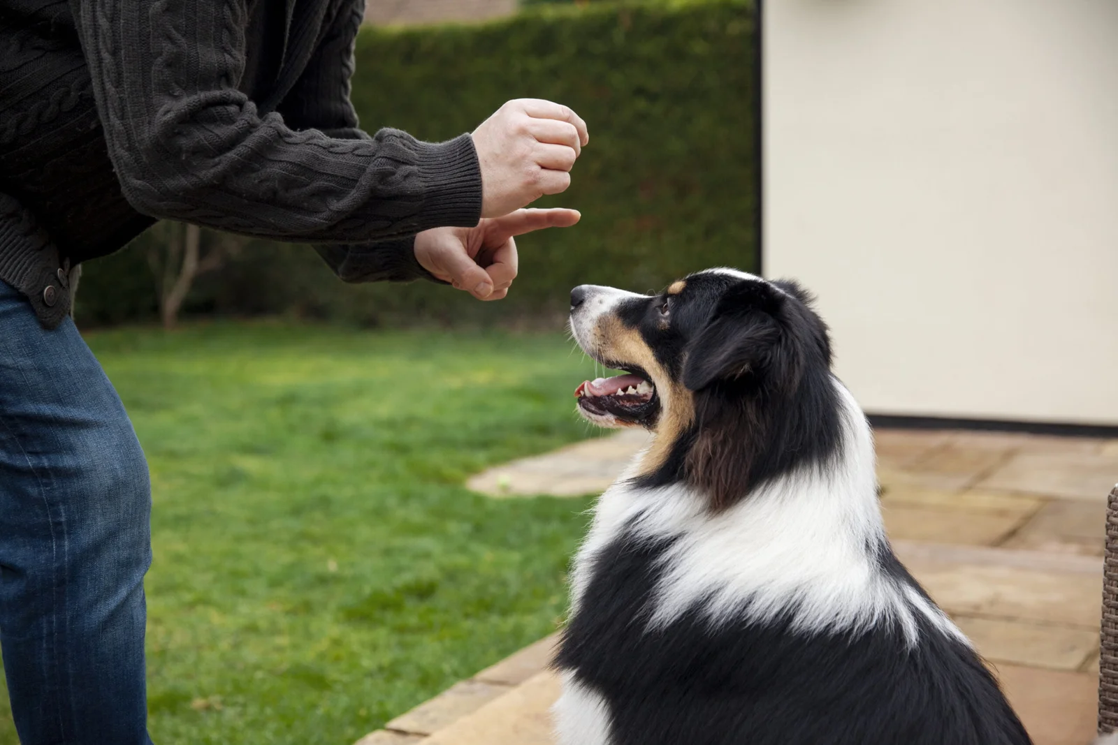 Como ensinar comandos básicos para cães de forma eficaz?