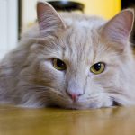 gato doente