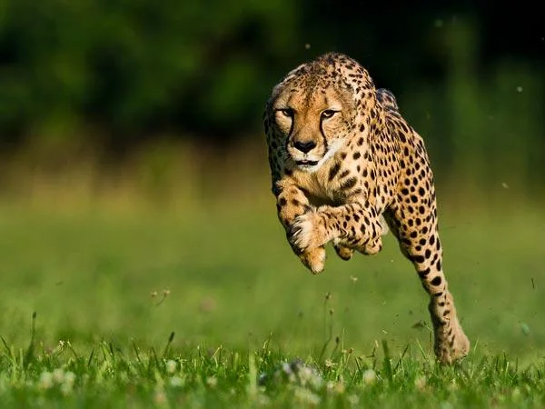 Os felinos mais rápidos do mundo e suas características
