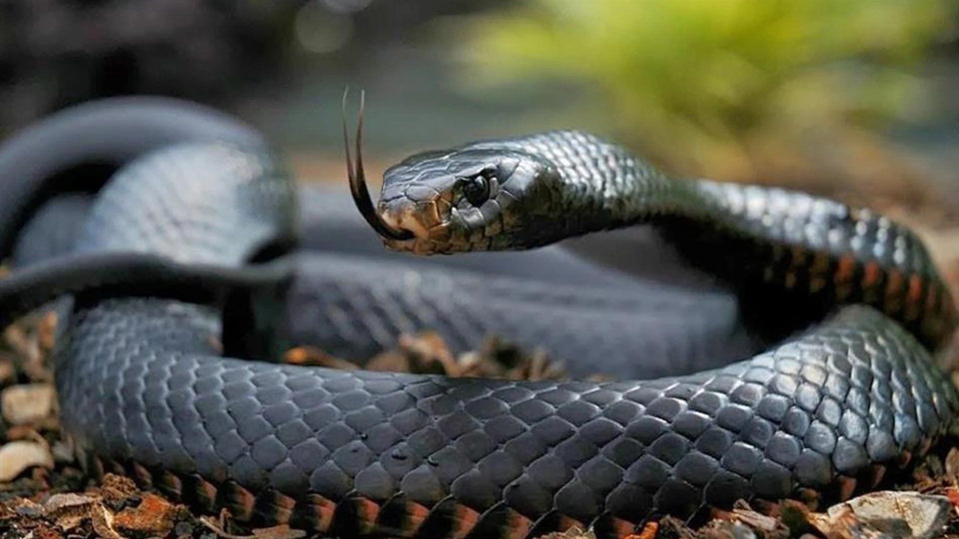 Quais são as cobras mais rápidas do mundo?