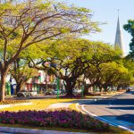 árvore nativa em áreas urbanas