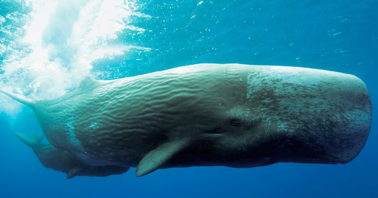bioacústica animais marinhos