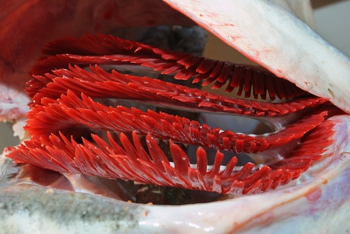 Como funcionam as brânquias dos peixes?