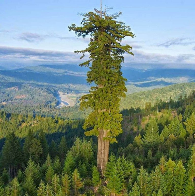 hyperion sequoia