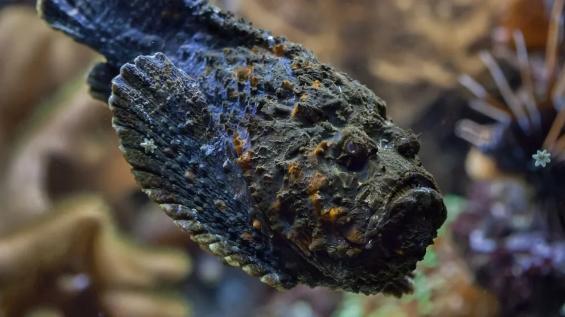 Os peixes mais perigosos do mundo e suas estratégias de defesa