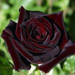 rosas negras