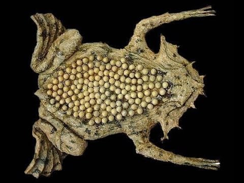 A reprodução única do sapo-pipa
