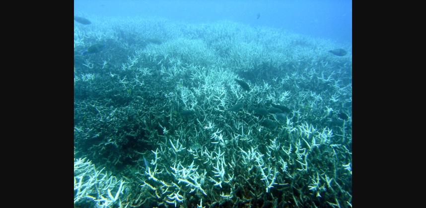 Recifes de Coral: A Floresta Tropical dos Oceanos e Como Podemos Salvá-los