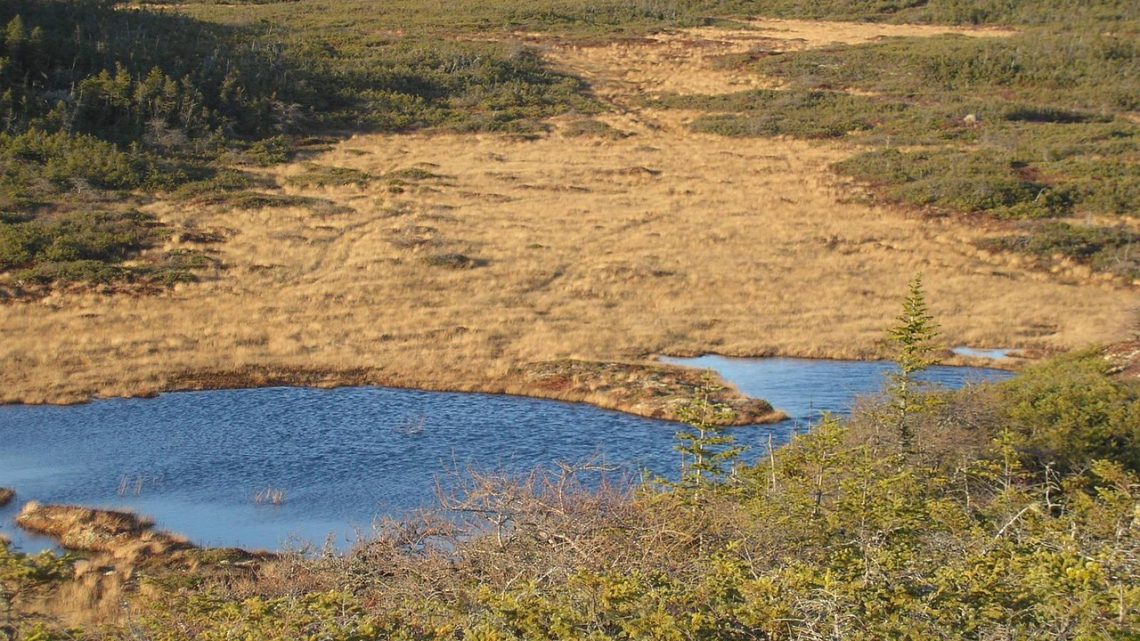Turfeiras: o Ecossistema Pouco Conhecido que Armazena Mais Carbono que Todas as Florestas Juntas