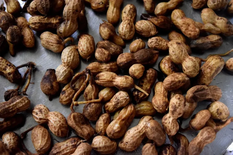 Amendoim cru ou torrado: grãos de amendoim descascados