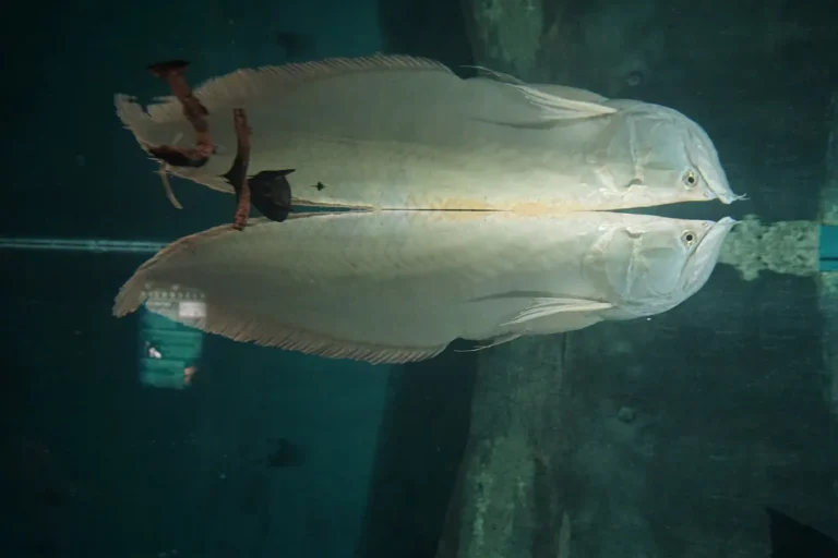 peixe aruanã prateado (Osteoglossum bicirrhosum) nadando, predador de superfície