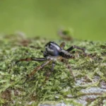 As aranhas dormem: aranha-saltadora em repouso