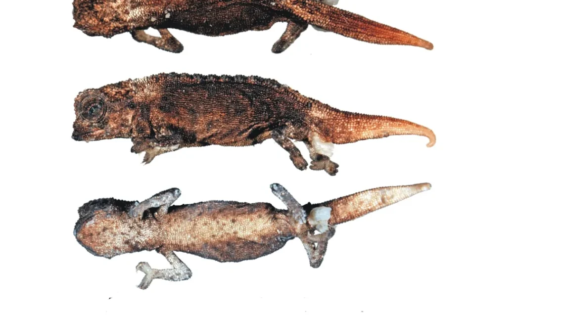 Brookesia micra: o minúsculo camaleão de Madagascar
