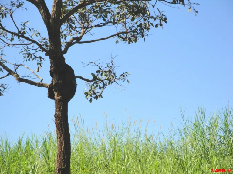 Maitaca-verde (Pionus maximiliani), a maritaca brasileira