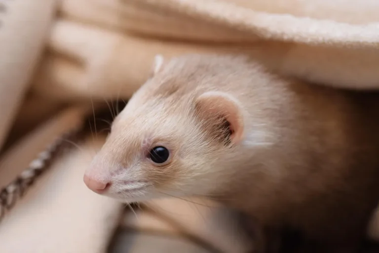 Furão-doméstico (Mustela putorius furo), o animal criado como doninha de estimação