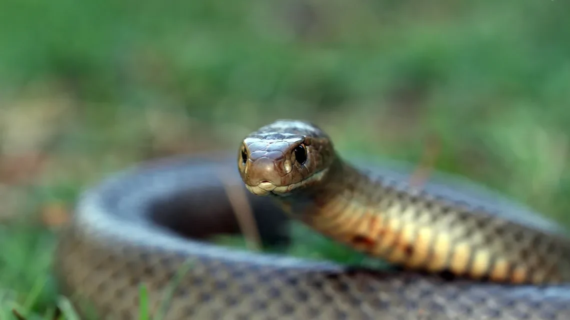Filhote de Cobra Marrom