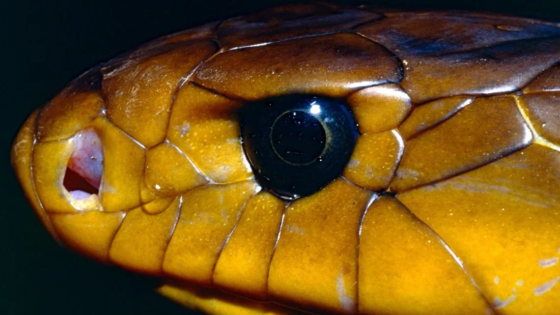 Jararacuçu do Papo Amarelo