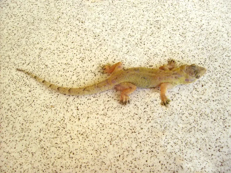 Osga-doméstica-tropical Hemidactylus mabouia, a lagartixa comum nas casas