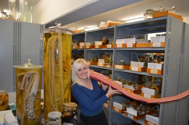 Especimes preservados de lula-gigante Architeuthis dux no Museu Zoologico de Copenhague