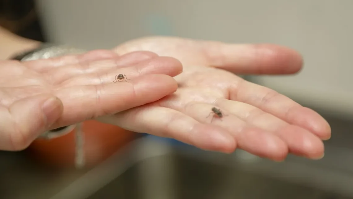Mosca Tse-Tse: Características, Como Evitar, Habitat e Fotos