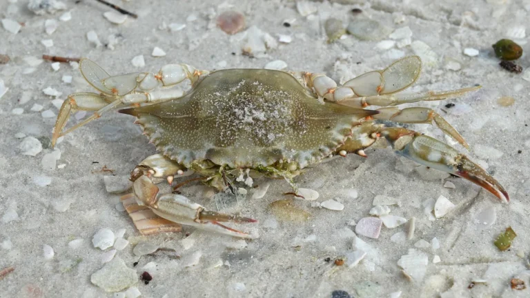 Siri-azul (Callinectes sapidus) com as pinças abertas