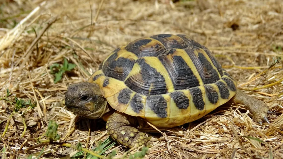 Quais Animais Possuem o Corpo Coberto por Carapaça?