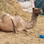 Dromedario (Camelus dromedarius) em fazenda